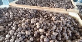 Najlepsze orzechy do uszkodzenia. Calibre 28+ jest omawiany z