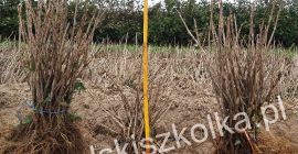 Sadzonki: porzeczka, agrest, aronia, malina, świdośliwa, jagoda kamczacka, jabłoń,