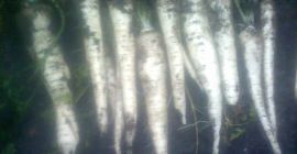 Sprzedam pietruszkę arat białą, rozmiar handłowy. Ręcznie zbierana.