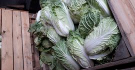 Sprzedam kapustę pekińska PRZEMYSŁ! Ilość ok. 60 ton. 783142359