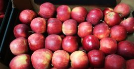 Oferujemy jabłka różnych odmian, pakowane w karton 13/14kg. EXW