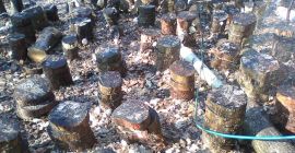 Shiitake (Lentinus Edodes) ECO, naturalny uscat (naturalnie suszony).