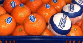 For sale - MANDARIN caliber 1, 2, 3, 4