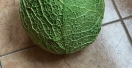 Witam mam do sprzedania kapustę włoską 2-3kg