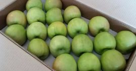 Granny Smiths, jabłko wielkości 65+, skalibrowane i zapakowane zgodnie