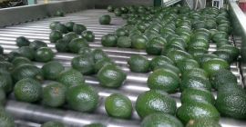 Specjalizujemy się w imporcie i eksporcie produktów najwyższej jakości