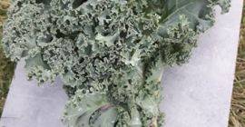 Sprzedam spore ilości jarmużu w skrzynkach lub na pęczki,