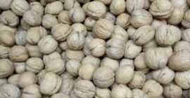 Mam do sprzedania orzechy włoskie ze zbioru tegorocznego. Są