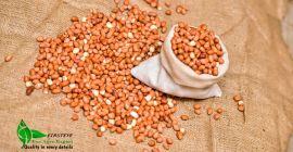 orzeszki ziemne MOQ 18 TONS FIRSTEYE AGRO EXPORT web