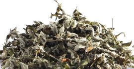 Artemisia argyi, powszechnie znana jako srebrzysty piołun lub chińska