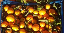 Mandarynka kraj pochodzenia Hiszpania , region Valencia. Kaliber 3-5