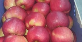 Kupię IDARED, 65+, skrzynka 13 kg, z przechowalni lub