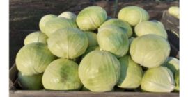 Świeża i ładna kapusta na sprzedaż waga: 2-4 kg