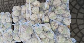 SPRZEDAM SELERA. DUZE ILOSCI. BRUDNY LUB MYTY. KALIBER 0.6-1.2