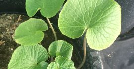 DARUMA- Thick, Excellent flavor, green color, size and crisp