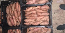 Batat świeży ładny każdy kaliber odbiór Warszawa