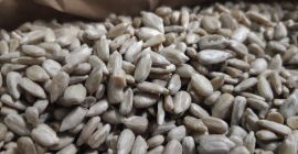 Sprzedam słonecznik piekarniczy imp. Bułgaria ilości paletowe. Odbiór loko