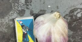 Sprzedaż świeżych odmian czosnku księżna, wielkość głowy 40 -