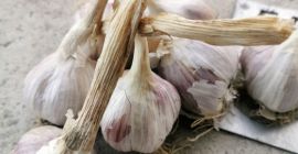 Czosnek Harnaś, zdrowy, ładny, skalibrowany. Godny polecenia, od 5