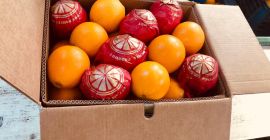 Sprzedam Pomarańcze (Egipt) Egipt: United Horus producent roślin uprawnych