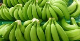 Jesteśmy wiodącym eksporterem bananów Fresh Cavendish, proszę o kontakt,