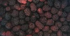 Jesteśmy wiodącym eksporterem jeżyn, proszę o kontakt, jeśli jesteś