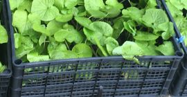DARUMA- Thick, Excellent flavor, green color, size and crisp