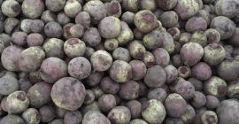 Sprzedajemy buraki (Pablo, Babybeat). Pablo - holenderska hybryda do