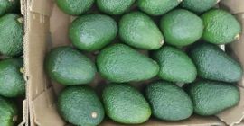 AVOCADO HASS, kaliber 14-20, karton 4 kg, pochodzenie Maroko