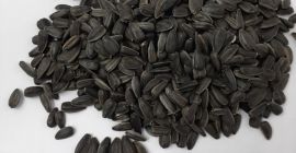 Słonecznik, zamaskowany tel. +37368202888