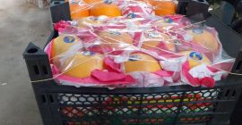 sprzedam hurtowe ilości pomarańczy z Syrii. Kaliber 3-4, 4-5,