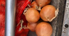 Cebula importuje Rosję bezpośrednio od producenta. W cenę wliczony