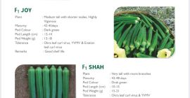 Bhendi (zwinięcie liści Okra) Ciemnozielony Dobre życie skorupy Wysoki