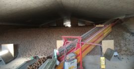 Sprzedam ziemniaki odmiany: Honorata i Taurus. Ok 900 ton.