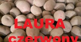 sprzedajemy ziemniaków LAURA rozmiar 50+ pakowanie BIg Bag illi
