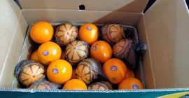 Najlepsza pomarańcza od Eygpt na sok i najlepsza pomarańcza