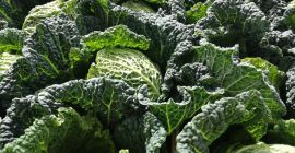 Kapusta włoska, Portugalia tkacyzk.daria@gmail.com 48223076561