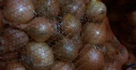 Sprzedam cebulę niefazerowana, w ilościach tirowych, workowana po 25kg