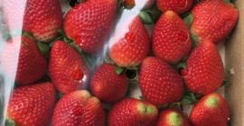 Sprzedam truskawkę , import z Hiszpanii, max 4 palety,