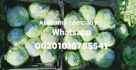 świeża sałata lodowa Pochodzenie: Egipt Dostępność: świeża sałata lodowa