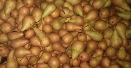 Sprzedam 30 ton gruszki Konferencji