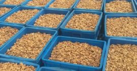 Organiczne jądra orzecha włoskiego Orzechy włoskie to wyjątkowo pożywne