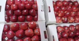 Jesteśmy sprzedawcą owoców w Iranie i jako dostawca dostarczamy