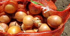 Sprzedam cebulę na eksport, zbiór 2019. Pracujemy na zasadzie