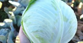 Sprzedam kapustę na eksport, żniwa 2019. Pracujemy na zasadzie