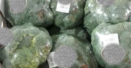 BROCCOLI FILMED / BROCCOLI IN ICE - 10 *