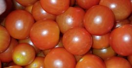 CHERRY TOMATO / BABY PLUM TOMATO - kaliber 20/25-to-30