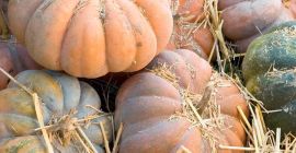 PUMPKIN MUSCAT - kaliber 7 kg +, karton /