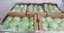 ICEBERG LETTUCE - 10 sztuk, karton 5 kg -