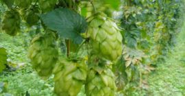 Sprzedam szyszka chmielu, hop herbs for sale tel [telefon]